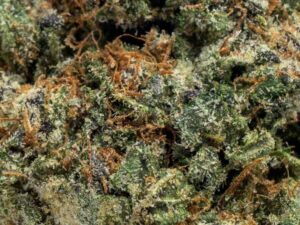 Alternative view of Blue Cookies 🍪