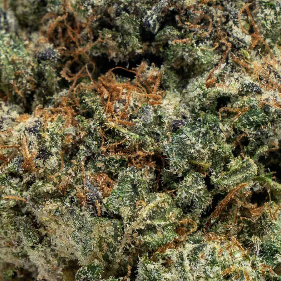 Blue Cookies ๐ช - Image 2