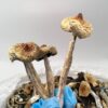 🍄 Goldmember – Premium Psilocybe Cubensis