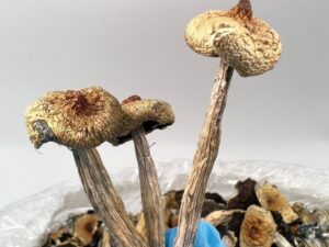 🍄 Goldmember – Premium Psilocybe Cubensis