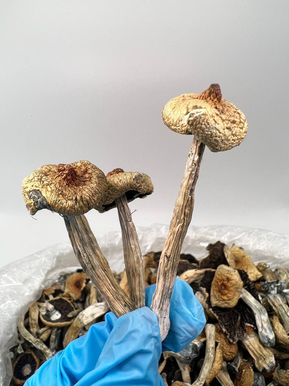 π Goldmember β Premium Psilocybe Cubensis
