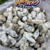 🍄 Avalanche Magic Mushrooms