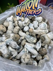 🍄 Avalanche Magic Mushrooms