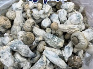 🍄 Avalanche Magic Mushrooms