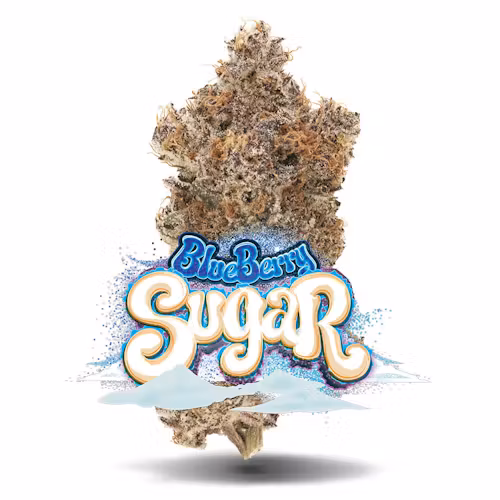 🍬 Blueberry Sugar – Premium Flower